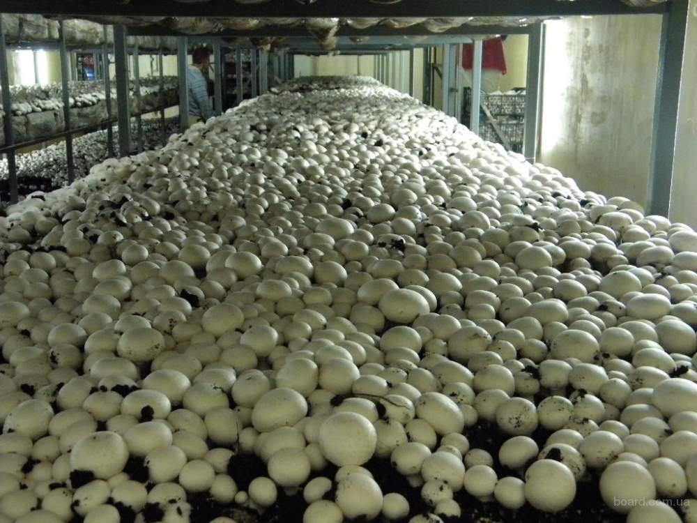 Шампиньон — всему голова: экспорт грибов из Украины вырос в 50 раз