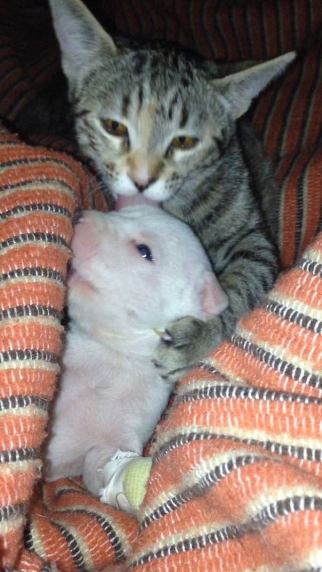 Щенок с котом