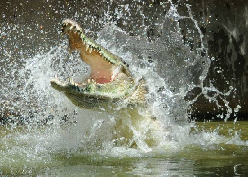 Гребнистый крокодил: описание и фото