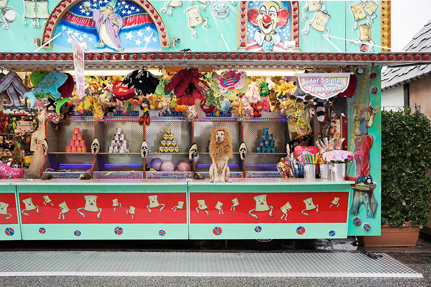 бездомная собака превратилась в льва 