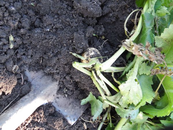 Лопатой, которая вошла в грунт на штык, слегка приподнята почва, чтобы 'отломить кончик длинного корня'