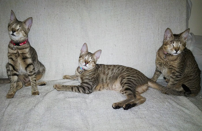 три слепых бездомных кошки нашли дом 