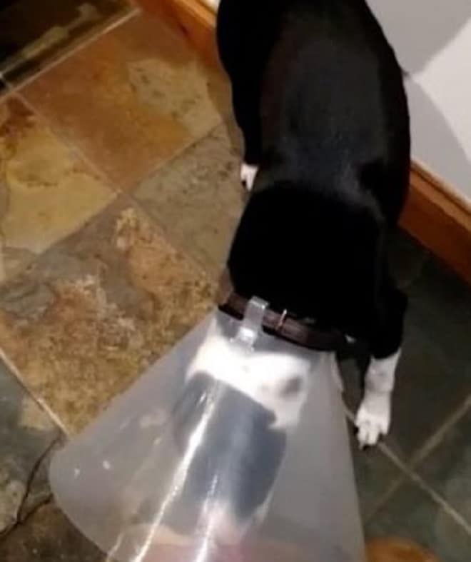 Больная собака 