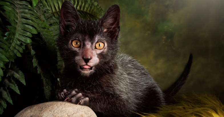 lykoi-werewolf-cat-785x410