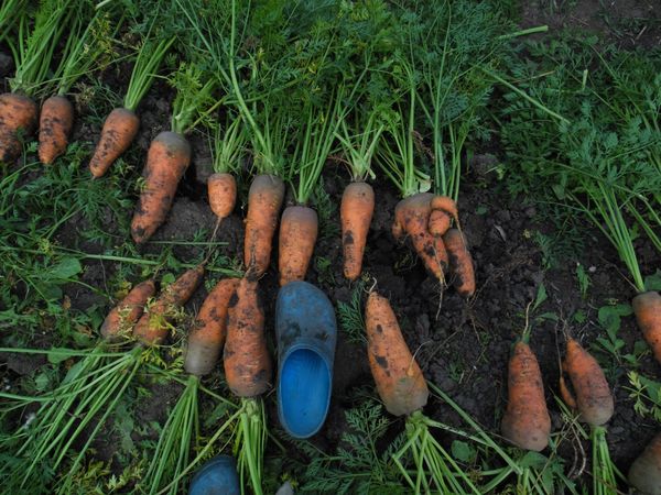 Морковка выросла на грядке, которую не копали 6 лет.