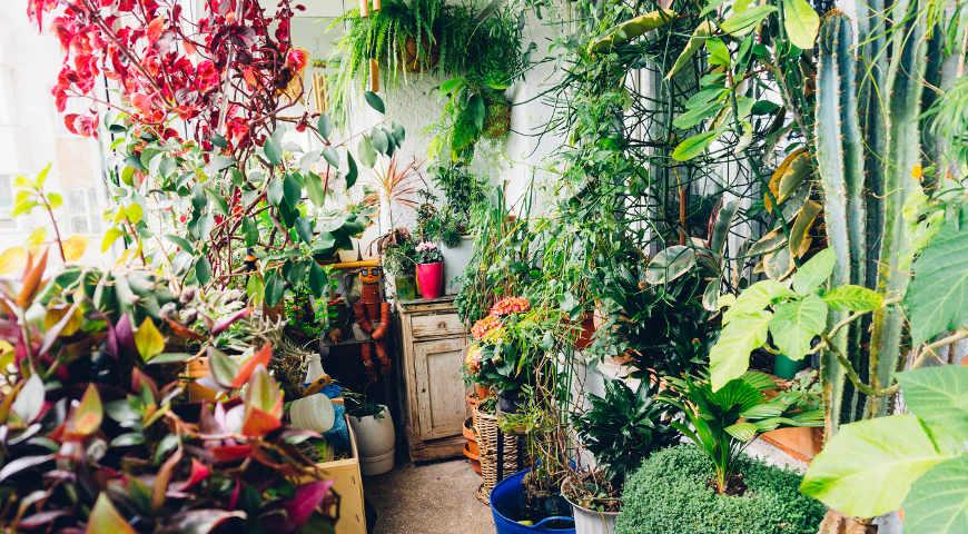 Как подготовить к зиме комнатные растения: советы Елены Костровой, коллекционера редких растений комнатные растения,цветоводство