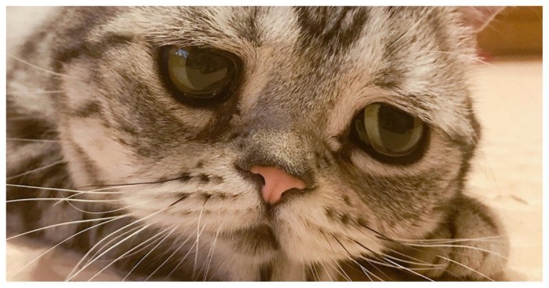 картинки кота и слез никому
