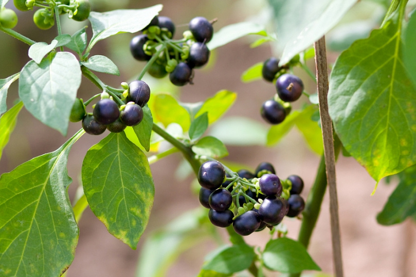 Картинки по запросу solanum burbankii