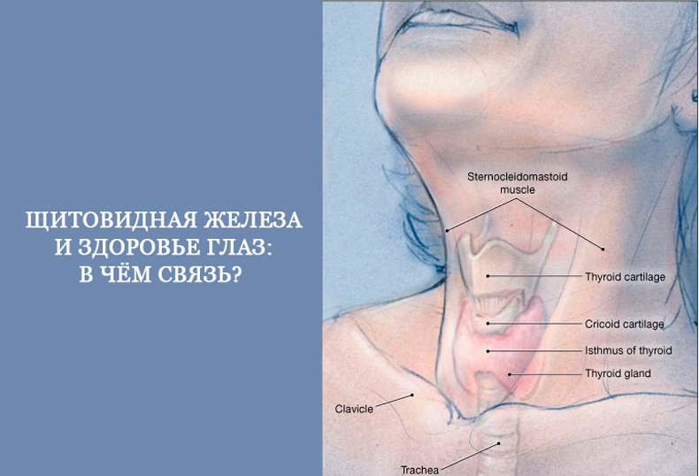 Щитовидная железа и здоровье глаз: в чём связь? щитовидной, глаза, может, железы, Грейвса, возникает, офтальмопатии, антитела, пациентов, гормонов, врача, эндокринной, поражение, могут, профилактики, стоит, людей, поражения, лечения, выпячивание