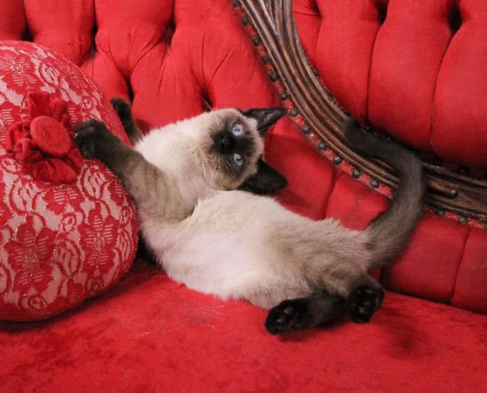 Без кота и жизнь не та
