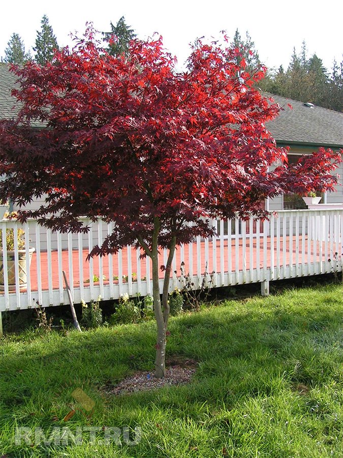 Тенистые деревья для вашего участка дача,сад и огород,садоводство