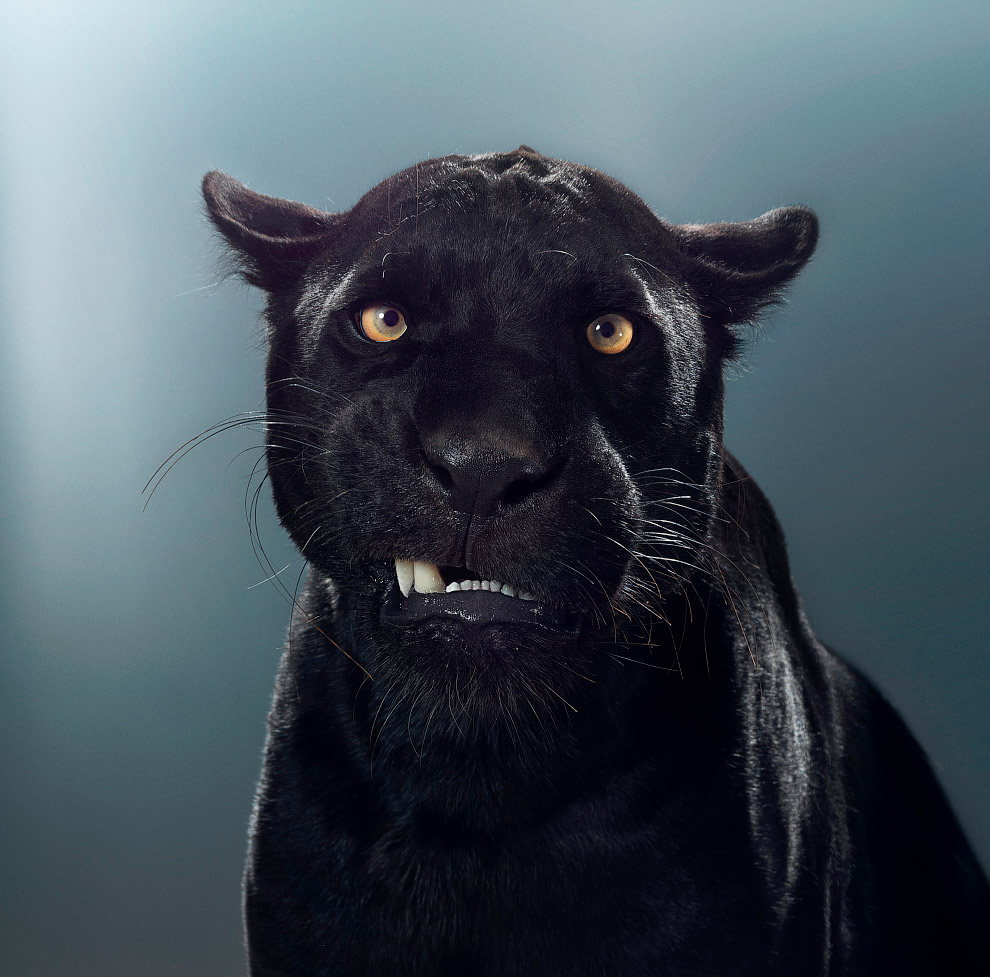 Портреты больших кошек фотографа Perou 