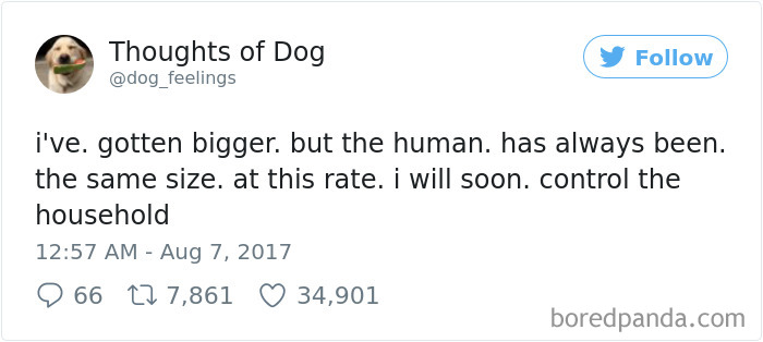 Dog Thoughts