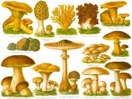 Картинки по запросу грибы