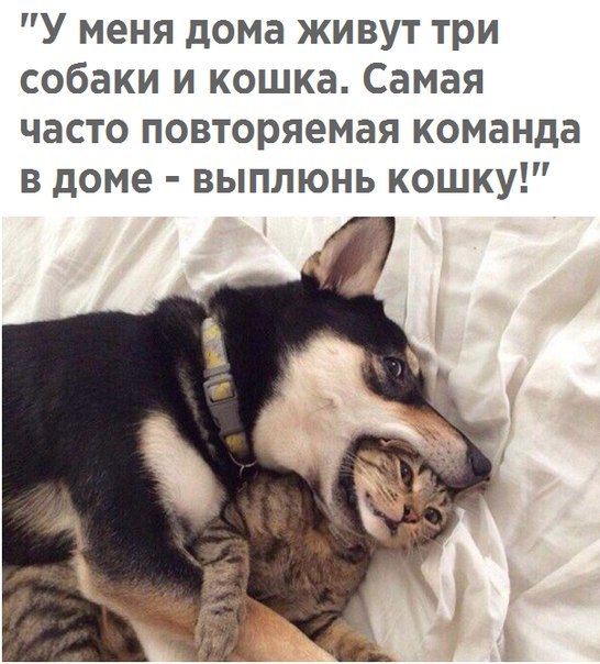 Свежие фото и картинки с надписью для поднятия настроения (11 фото)