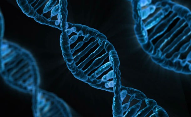 14 любопытных фактов о ДНК