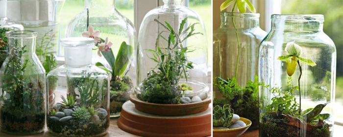Необычная идея - поместить комнатные растения в стеклянные банки и бутылки.