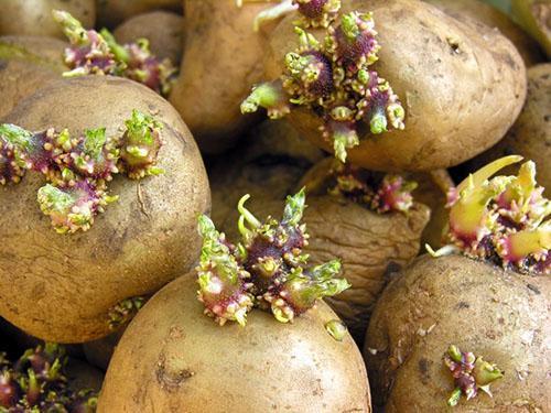 Ростки картофеля тоже используют в народной медицине