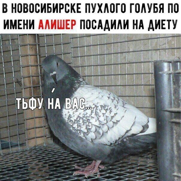 Картинки прикольные про голубей с надписью, анимация спасибо все