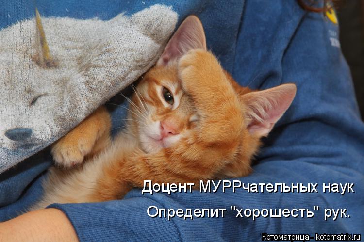 Котоматрица: Доцент МУРРчательных наук Определит "хорошесть" рук.