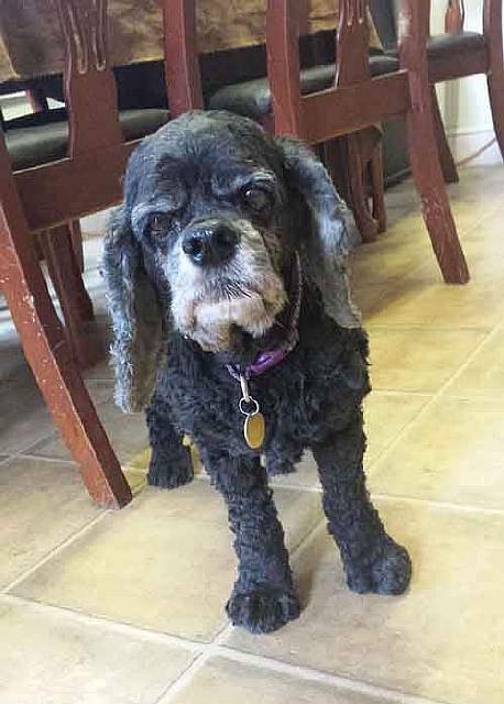 Ми-ми-ми наоборот: Когда животное не в духе животные,фото