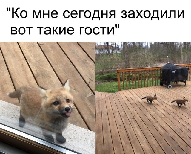 Подборка юмора в картинках и фотках Подборка юмора в картинках и фотках