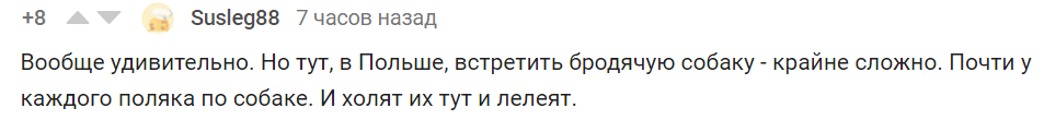 Застрявший в гудроне пес был чудом спасен людьми животные,зверюшки