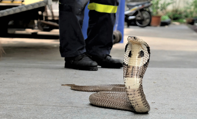 Тайский змеелов показал свои навыки на камеру. Кобру можно поймать бутылкой от воды - свежие новости на Toplenta