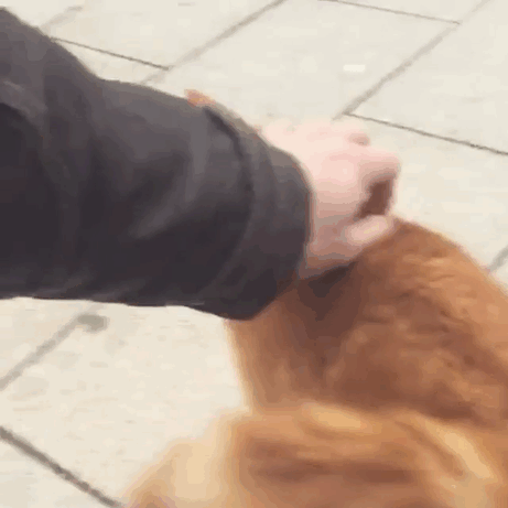 кот приходит в университет обниматься со студентами 