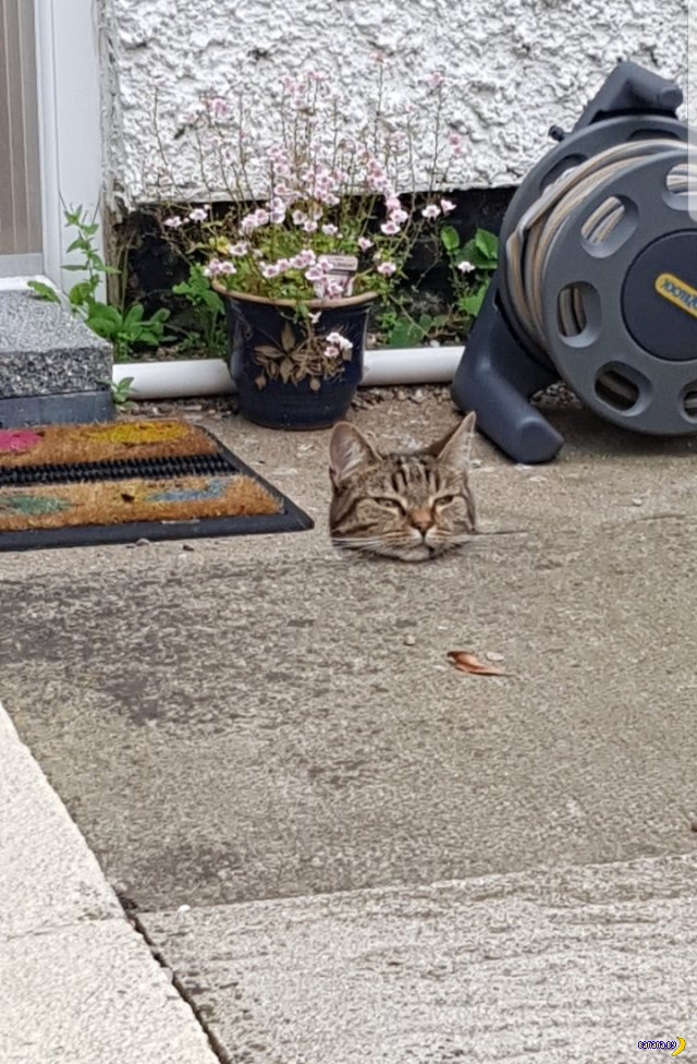 Смешные котики домашний очаг,жизнь,котики,юмор и курьезы