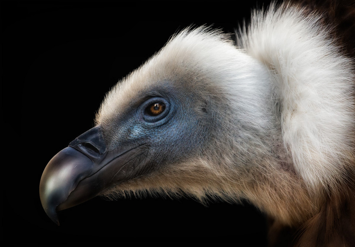 Лучшее с конкурса Bird Photographer of the Year 2018