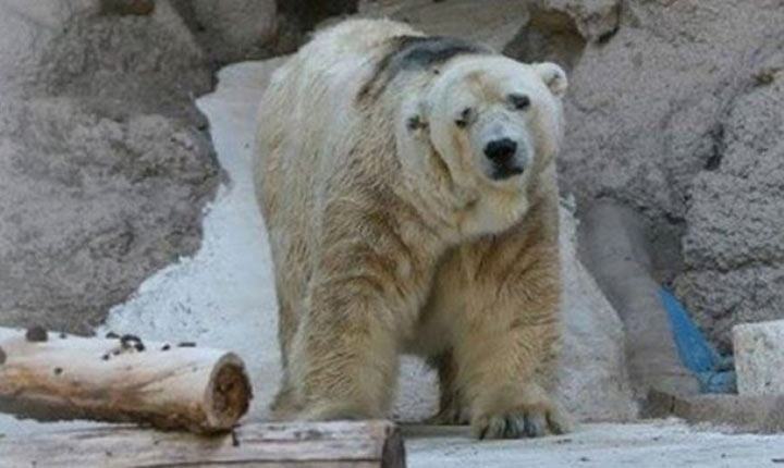 Самый грустный белый медведь в мире скончался после 22 лет жизни в бетонной яме...