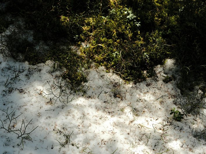 весна, тает снег весна, тает снег