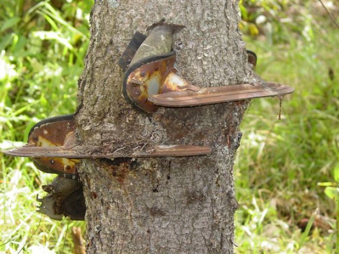 My Grandpa Hung His Skates On A Small Tree When He Was Younger. He Forgot He Had Left Them There And Found Them Years Later