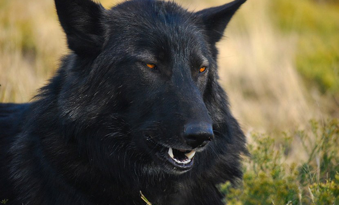 5 самых крупных волков в истории, случайно попавших на камеру