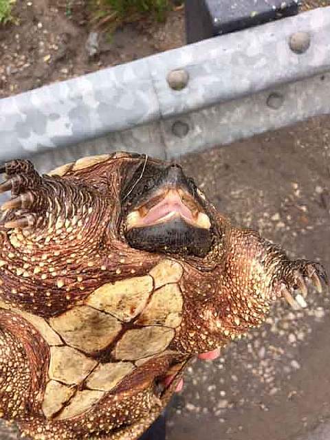 Ми-ми-ми наоборот: Когда животное не в духе животные,фото