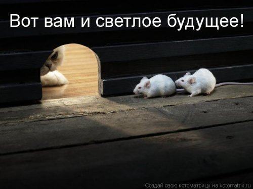 Свежая котоматрица (26 фото)