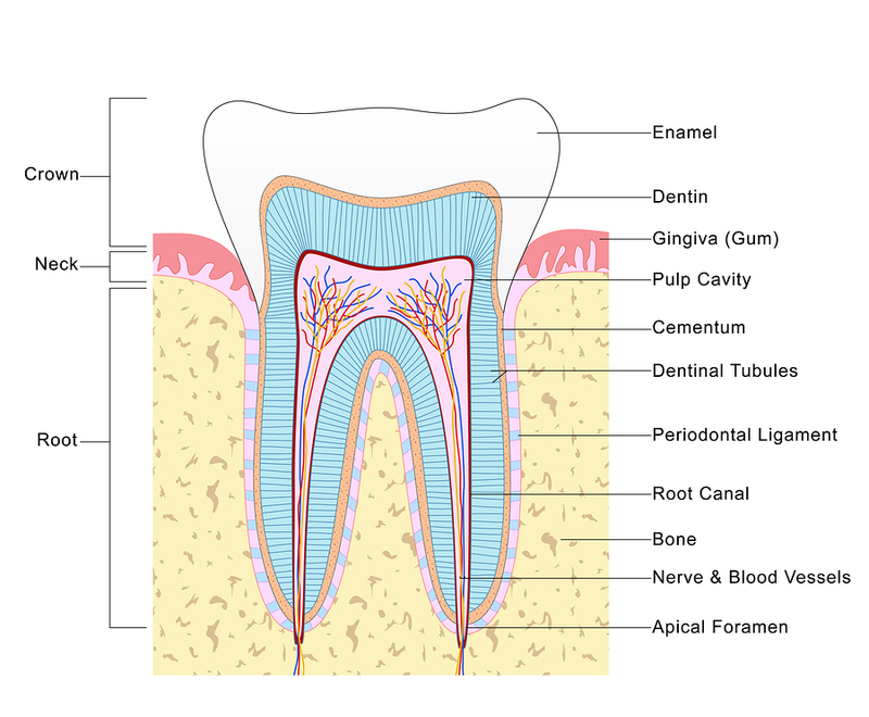 Что важно знать про зубные импланты канал, корневых, каналов, корня, окружающей, кости, зубной, микроорганизмы, бактерии, зубного, канала, кость, каналы, полости, канале, крови, когда, имеют, процедура, челюсть