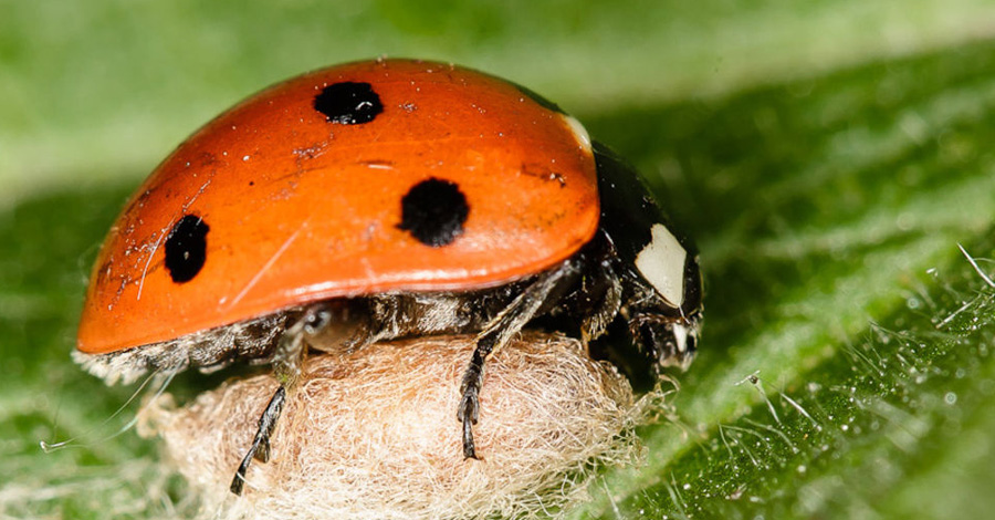 Зеленоглазая оса
Оса семейства браконидов, dinocampus coccinellae, использует божьих коровок как инкубаторы. Это насекомое вводит свои личинки через специальный яйцеклад в живот жертвы. Через некоторое время личинка начинает развиваться, пожирая хозяина. Все это время божья коровка остается живой. В конце концов, уже взрослая оса разрывает сухую оболочку с еще живым мозгом и выходит наружу.