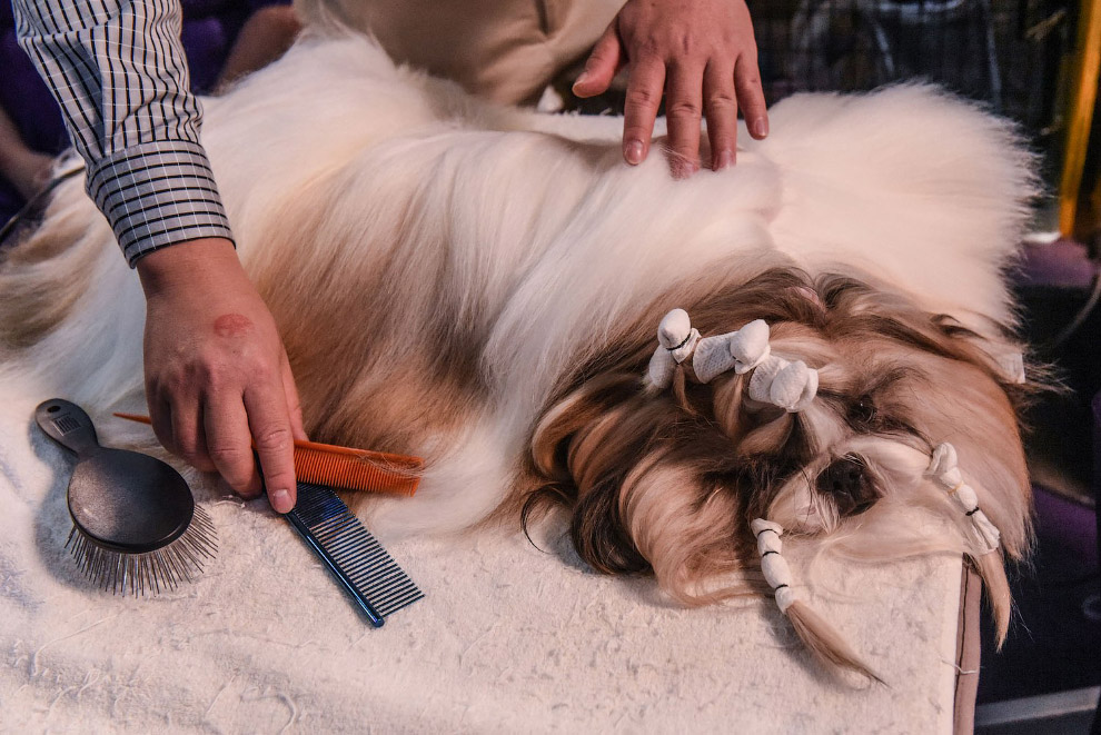 В США прошла знаменитая выставка собак Westminster Kennel Club 2020