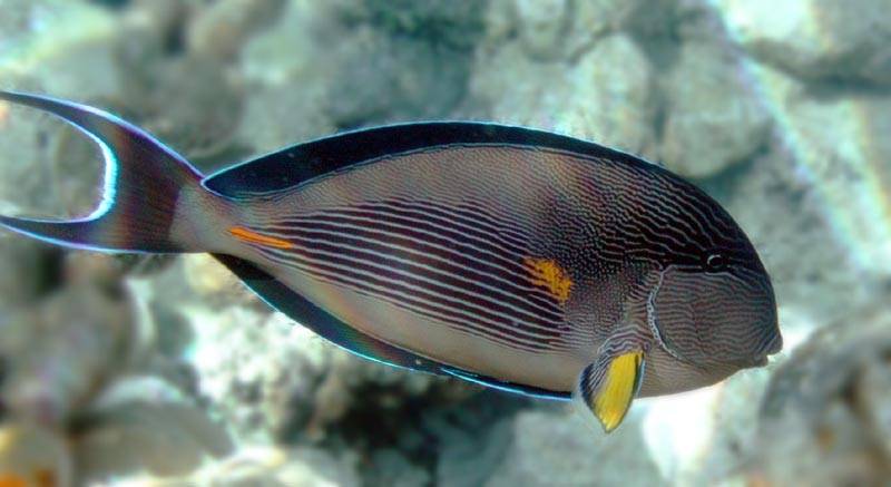 Рыбы Красного моря: описание и особенности. Флора и фауна Красного моря