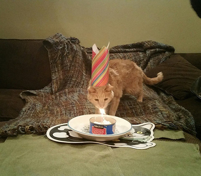 она приютила брошенного 21-летнего кота