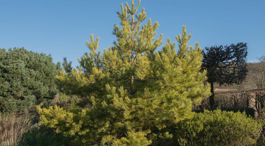 7 видов сосен, которые отлично подходят для сада Pinus, кроной, кедровая, более, горная, хвоей, сосен, дерево, обыкновенная, очень, видов, сосны, высотой, кустарник, декоративных, сосна, веймутова, выносит, sylvestris, ветвями
