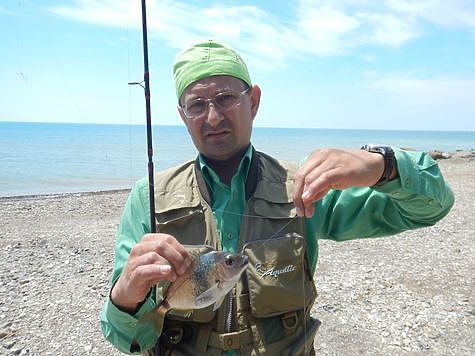 Морской карасик. Фото: Алексей Трембицкий.
