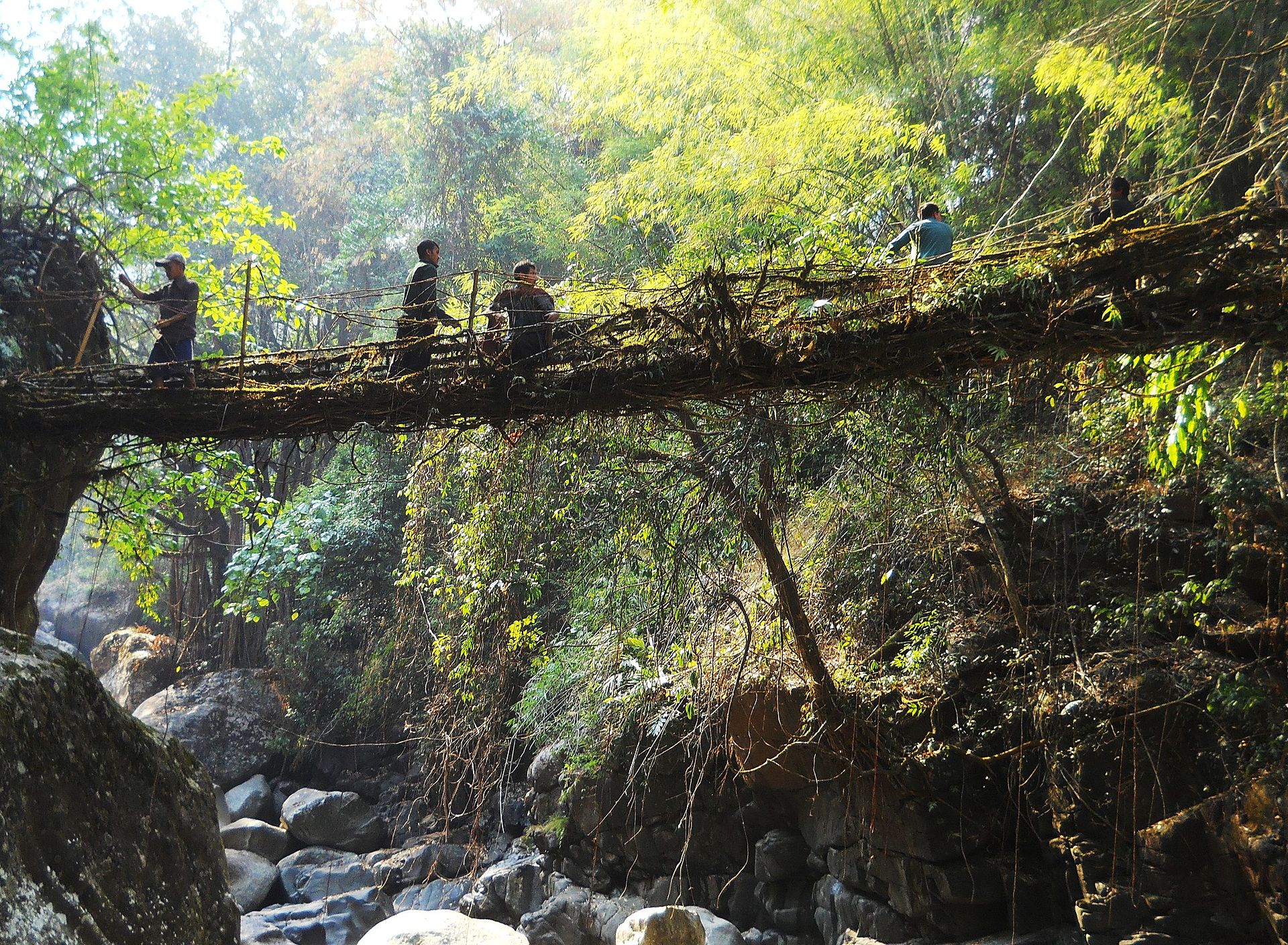 Народ Ксахи в Гималаях не строит мосты, а выращивает их как деревья. Живой мост через реку сплетается за 15 лет мосты, кхаси, мостов, постоянно, корни, фикуса, каучконосного, можно, этого, живых, через, между, уникальное, прочных, формирования, моста, более, искусство, скальных, поверхностях