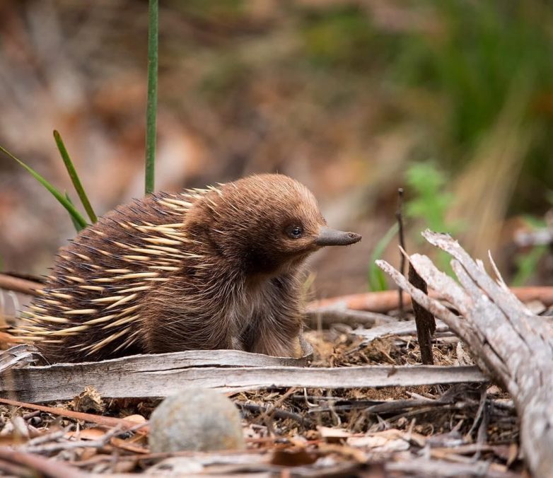 Другая планета? Нет, всего лишь Австралия Другая планета? Нет, всего лишь Австралия