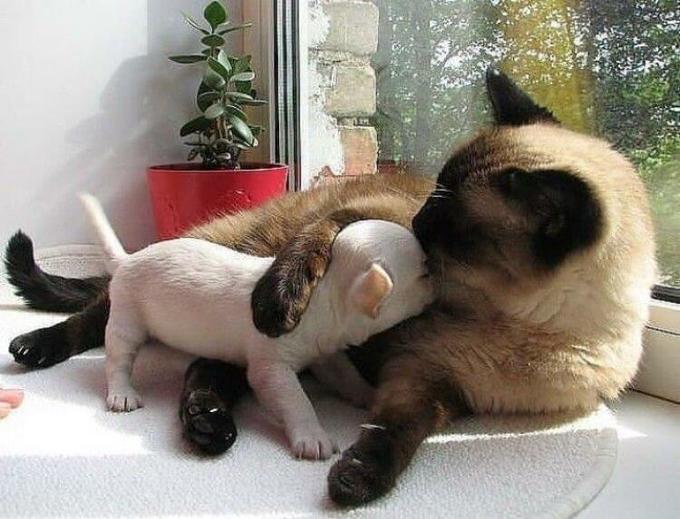 20 фотографий самой необычной дружбы животного мира! 20 фотографий самой необычной дружбы животного мира!