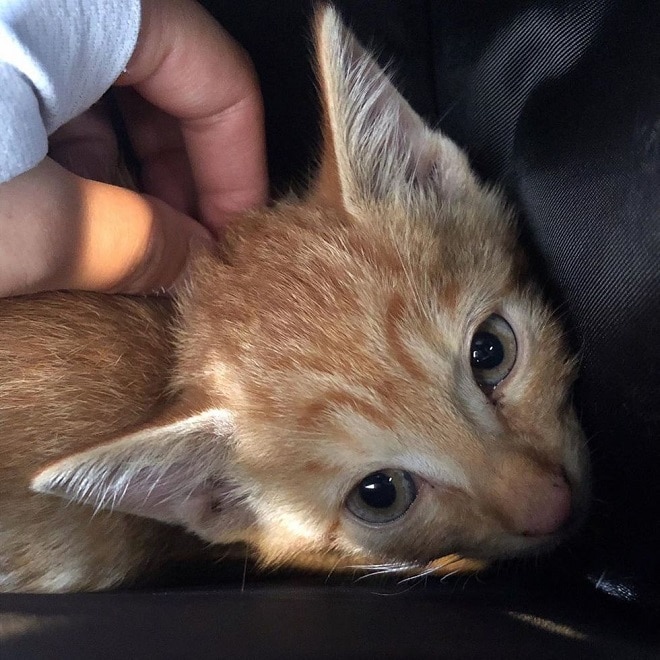 Бездомный котенок