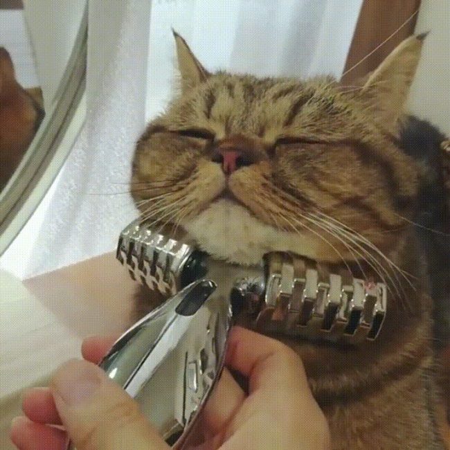 Милые животные, которые нашли свой личный рай