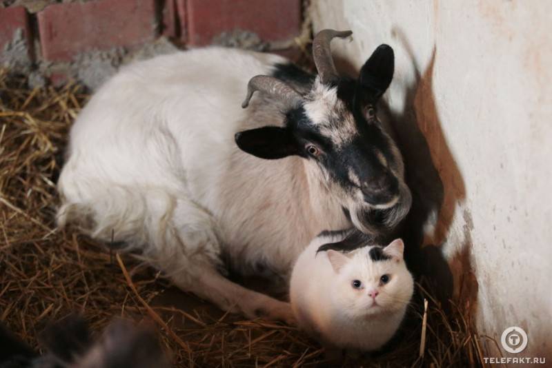 Кот и коза подружились в челябинском приюте